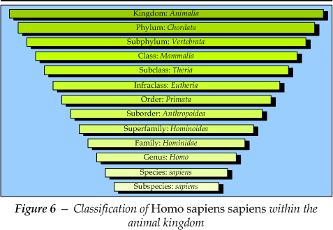 Classification of Homo sapiens sapiens within the animal kingdom